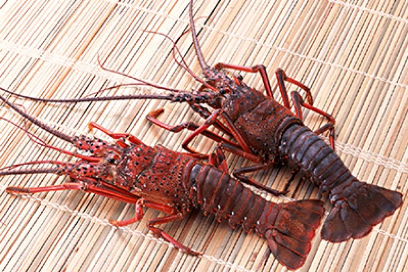 Spiny lobster is Ume-ra Izu! For gourmets, special occasions, and celebrations ♪ Enjoy the deliciousness of the season Ise lobster kaiseki with a whole Ise lobster and sake set