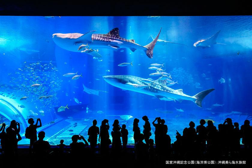 【包含Kanucha租車】【包含美麗海水族館門票】享受沖繩美麗島的神秘海洋！還可以遇見鯨鯊！ <含早餐>