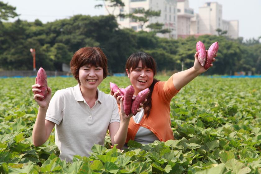 【早割90　秋の収穫祭】大人の遠足　鳴門金時芋掘り体験で秋を満喫＜１ランク上のグルメ＞