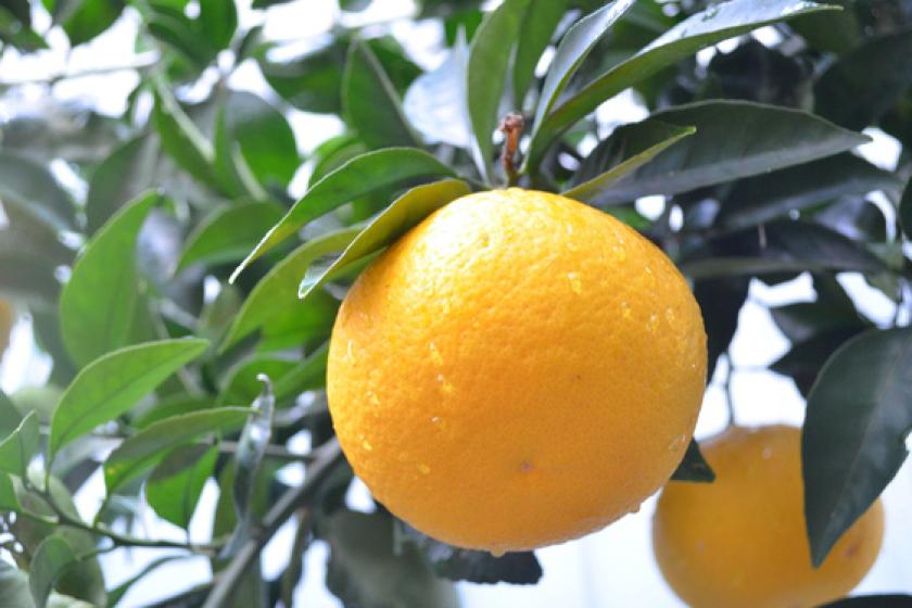 Enjoy the family-friendly harvest experience “Orange Picking” with free accommodation for infants and one golden sea bream! All you can eat freshly picked! Seasonal Izu fruits such as wase, satsuma, and navel