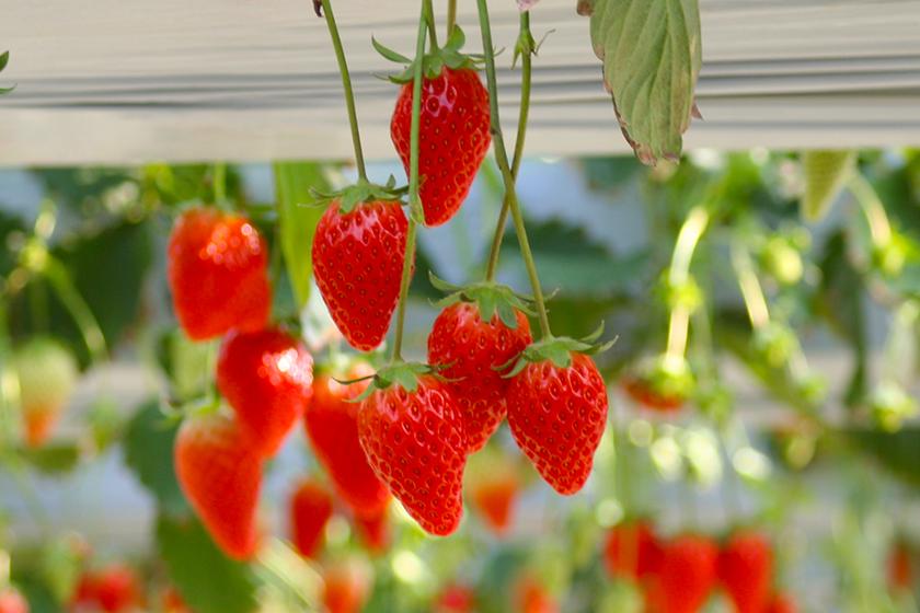 All-you-can-eat red cheeks and Akihime♪Sweet and juicy! Full of vitamins! Enjoy the nature of Izu! Strawberry picking admission ticket included