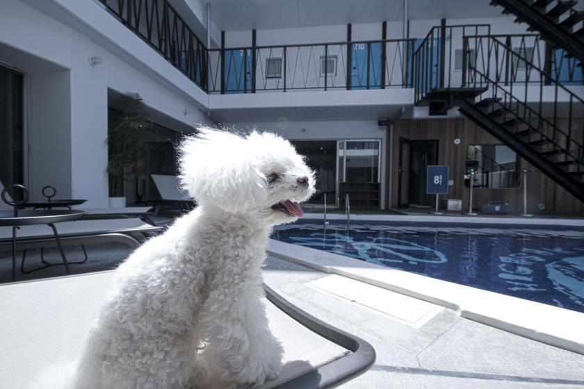 【わんちゃん同宿特典】愛犬と一緒に湘南旅をお楽しみください（10時チェックアウト・お散歩MAP）
