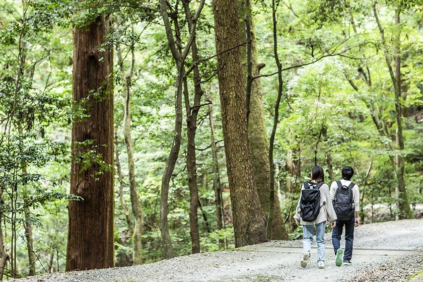 【森林浴ウォーキングプラン】世界遺産の原始林でリフレッシュ！非日常を堪能する安らぎの旅