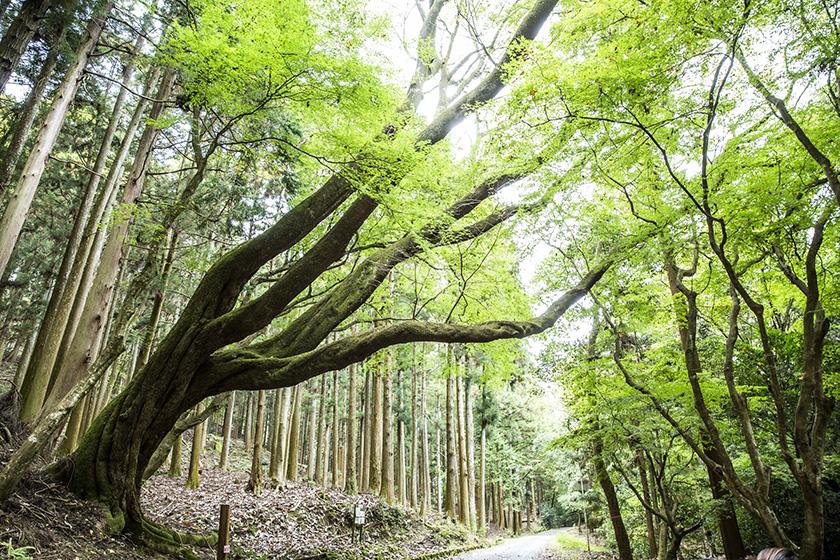 【森林浴ウォーキングプラン】世界遺産の原始林でリフレッシュ！非日常を堪能する安らぎの旅