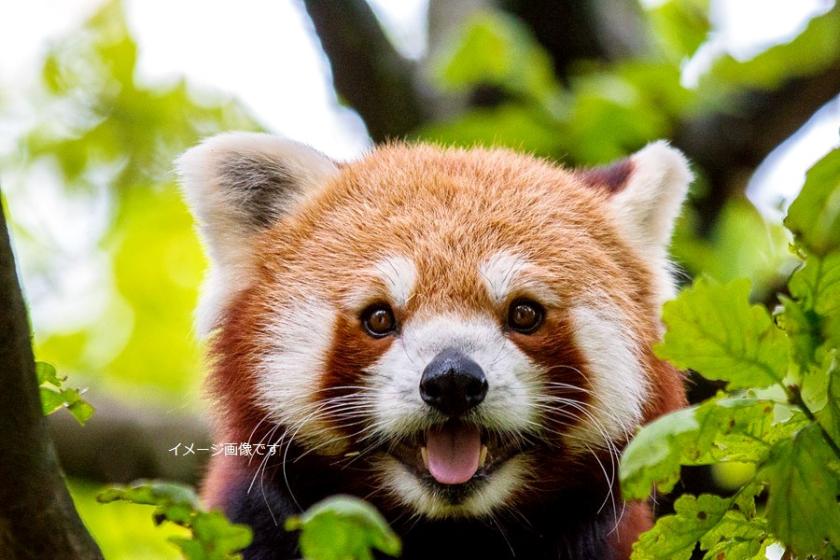 【かわいい ふれあい体験】いしかわ動物園 × ふれあい昆虫館 2つの動植物園のWチケット付き♪ <1泊2食 四季会席(梅)>