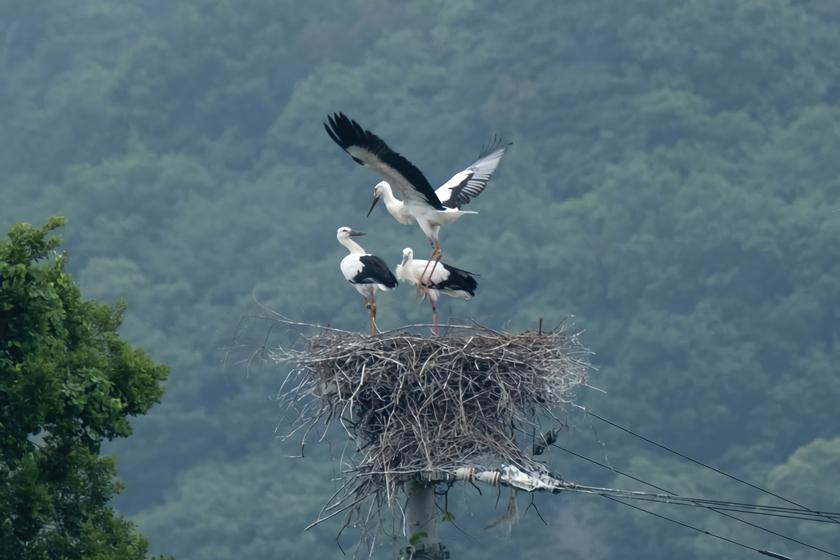 [Contributing to environmental conservation just by staying] SDGs stork support accommodation plan