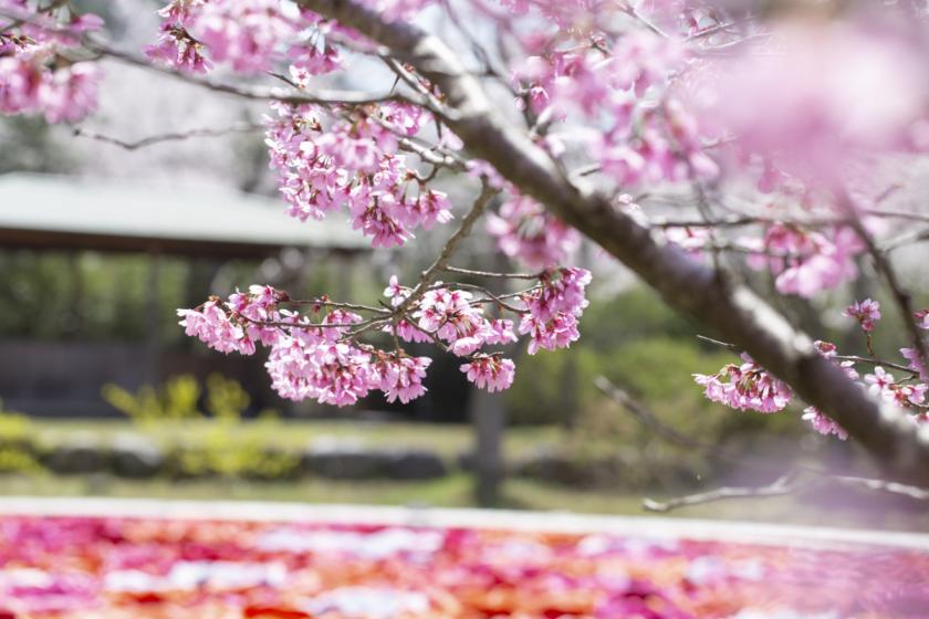 [石川支援旅行折扣对象计划] 樱花季来了！ ！在客房内轻松观赏樱花 - 含时令怀石料理和日式早餐 1 晚 2 餐计划