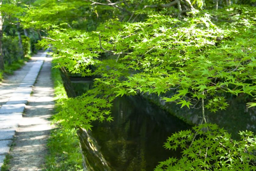 [Official website only] Limited to May to September dates: A trip to Kyoto to experience early summer with lush, shining green maples - Includes a special breakfast with a choice of Japanese or Western dishes -