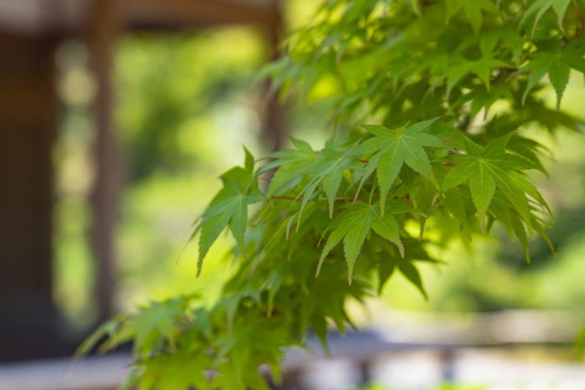 [Official website only] Limited to May to September dates - Experience early summer in Kyoto with lush, shining green maples - No meals included -