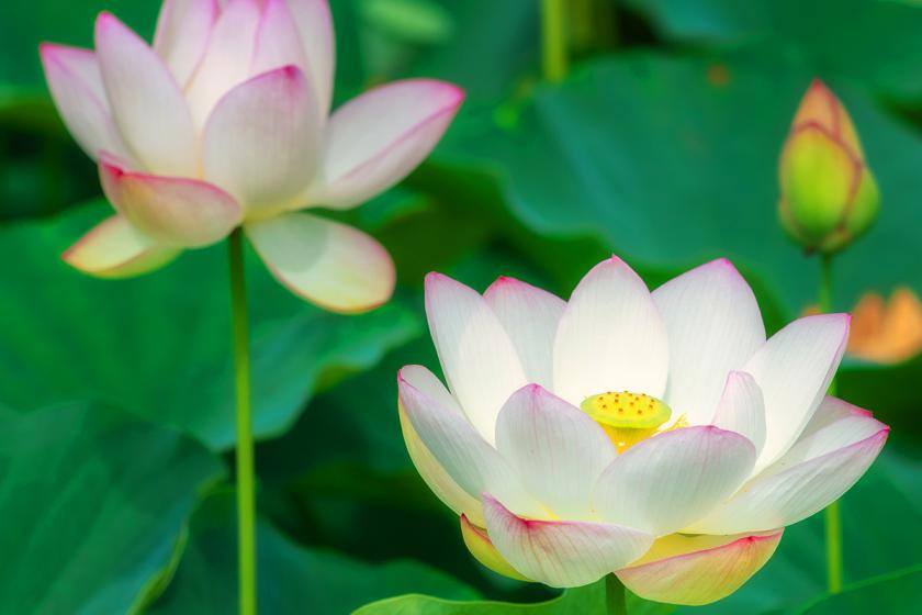 『世界遺産に一番近い門前宿で、ととのう夏旅』～法隆寺門前・夏のしずけさと文化体験ステイ～夏限定☆鱧の出ししゃぶコース付プラン【夕朝食付】
