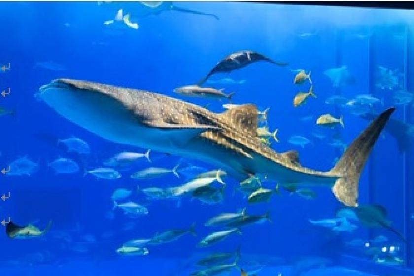 【美ら海水族館チケット付】 本物のジンベエザメを見に行こう！ ～夕朝食付き～