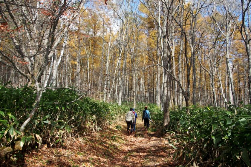 Guided walking plan to feel autumn at Sasagamine Kogen (2 meals included)