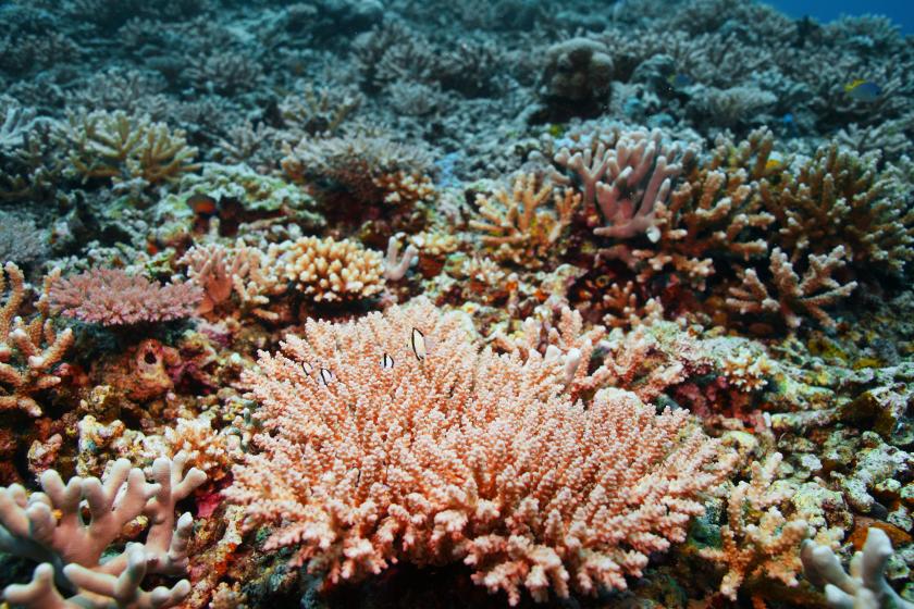 サンゴ植え付け体験　12月23日開催