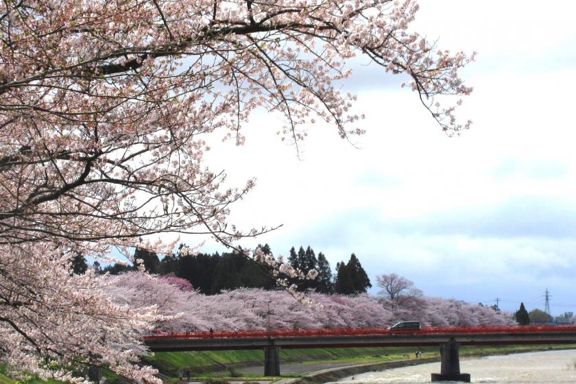 Cherry Blossom Town ☆ Little Kyoto in Michinoku Kakunodate Spring Tour Plan♪ ≪Breakfast included≫ ≪Online card payment only≫