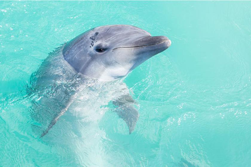 [May-June only] Thanks to you, the baby dolphin born at Genki Village has turned 3 years old. Come meet the baby dolphin "Temo"♪ Dolphin walking tour (practicing jumping and playing with things!) For a limited time only, infants can sleep for free and a c