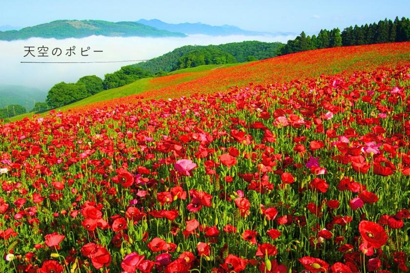 [山顶天空的罂粟花]放眼望去的红色和自然♪罂粟花观赏计划[含接送]