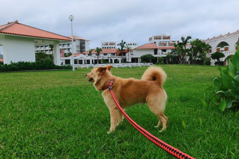 【狗狗房】在久米島唯一一家可以和狗狗一起住宿的酒店享受熱帶度假勝地♪（含早餐）