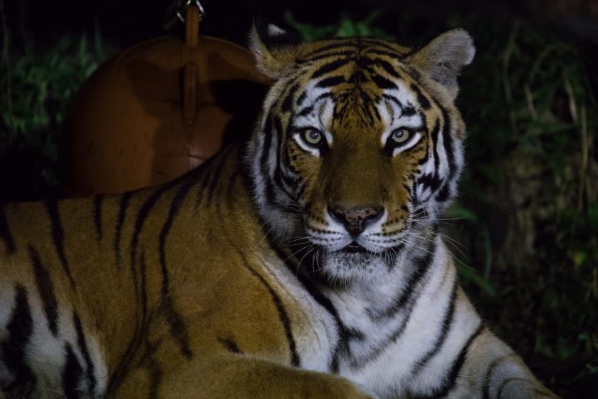 ◆ナイトＺＯＯ入園券付プラン◇朝食付き