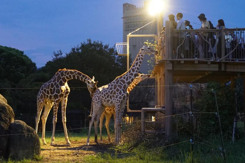 ◆夜間動物園門票方案 ◇含早餐