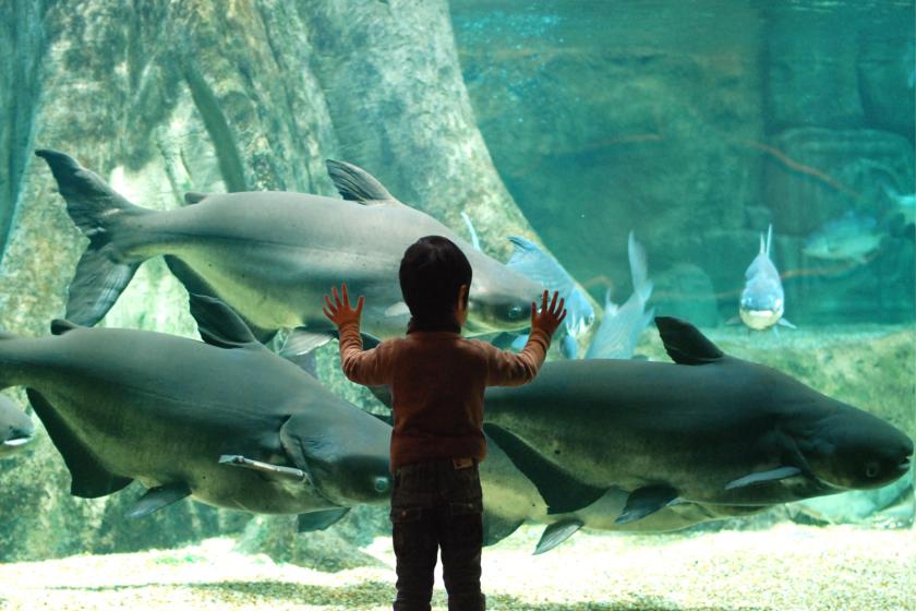 含世界最大淡水鱼水族馆“Aqua Totogifu”门票的方案（含早餐）