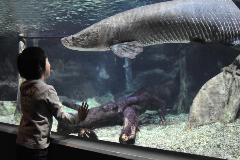 Plan with admission ticket to the world's largest freshwater fish aquarium "Aqua Totogifu" (breakfast included)