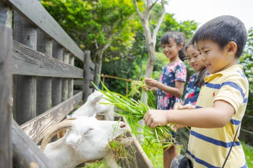 [Family trip definitive edition] <2 meals included> Let's set sail to the coral reef sea on the "Coral View Cruising" and meet goats, turtles and Yonaguni horses. Play with the challenge coupon ♪ Free admission for children! 20% off recommended lunches