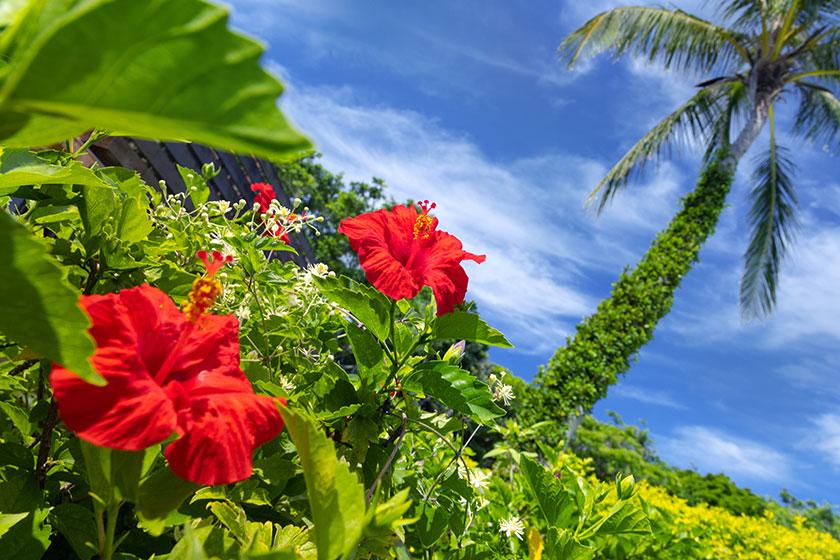 【SDGｓを考えよう　ココでサステナブルな旅】 自転車に乗って散策、沖縄の植物観察。ゆったり感じる沖縄の風。 エコなお部屋、調湿効果のある壁とクロスを使った 「プレミアルーム」アップ代金を半額で＜3泊～＞