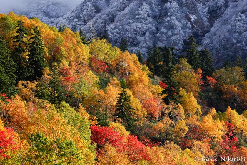  Furano Autumn Getaway <Room Only>