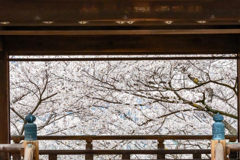 【観月舞台 貸切拝観】圧巻の桜並木と幻想的な夜桜の世界を＜食事なし＞