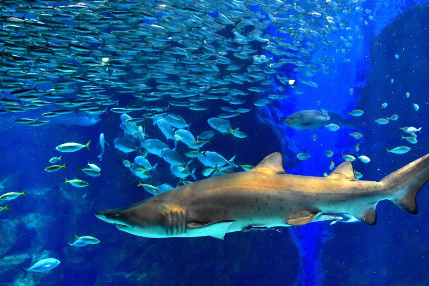 【海の中道満喫プラン】朝食付｜国内最大級の海浜公園と大人気水族館マリンワールドチケット付