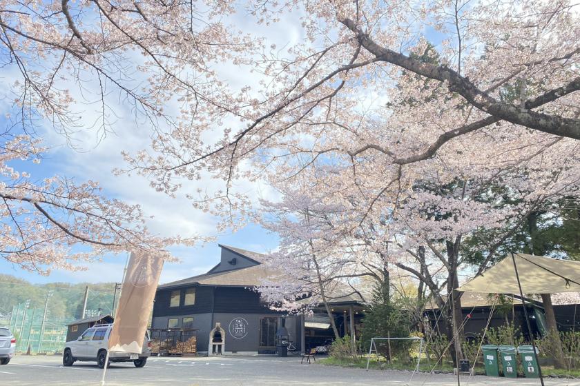 [Cherry blossom season only] Relaxing cherry blossom viewing stay on the spring cherry blossom terrace | Dinner/breakfast + cherry blossom viewing (afternoon/bar) set included