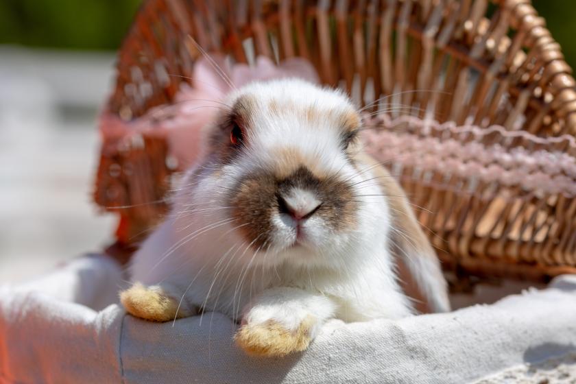 【学生限定素泊（室数限定）】新春学生応援価格!! 1Dayパス付宿泊プラン＜8名様利用時、1名様当り4,900円～！＞