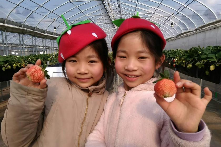 [Family/Couples/Room only] Strawberry picking admission ticket included! Only available this time of year! Strawberry picking experience plan! [Saturdays and Sundays only]