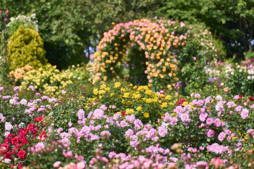 Keisei Rose Garden is holding a spring seasonal event! Accommodation plan includes admission ticket to the rose garden