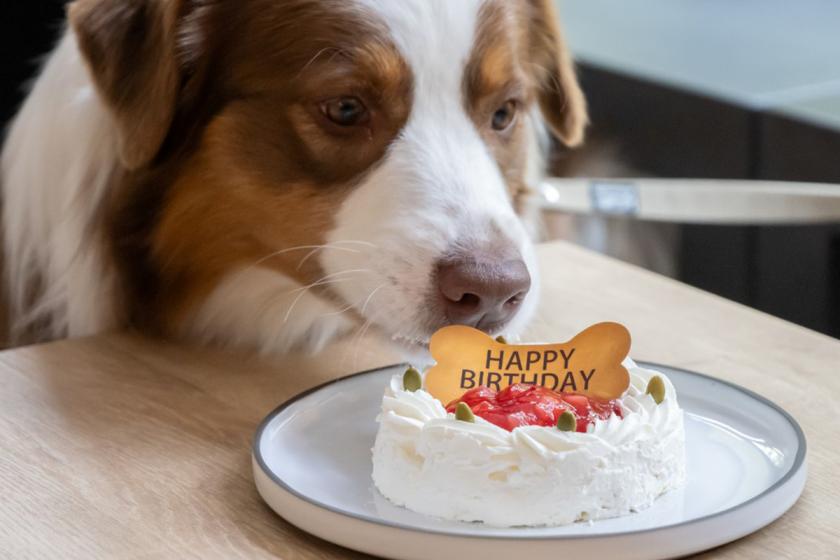与您的爱犬一起度过周年纪念日...周年纪念套餐《不含餐的房间》