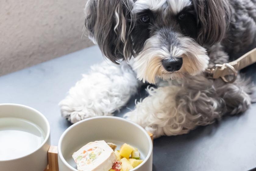 Celebrate your special day with your beloved dog... Anniversary Plan (Breakfast included)