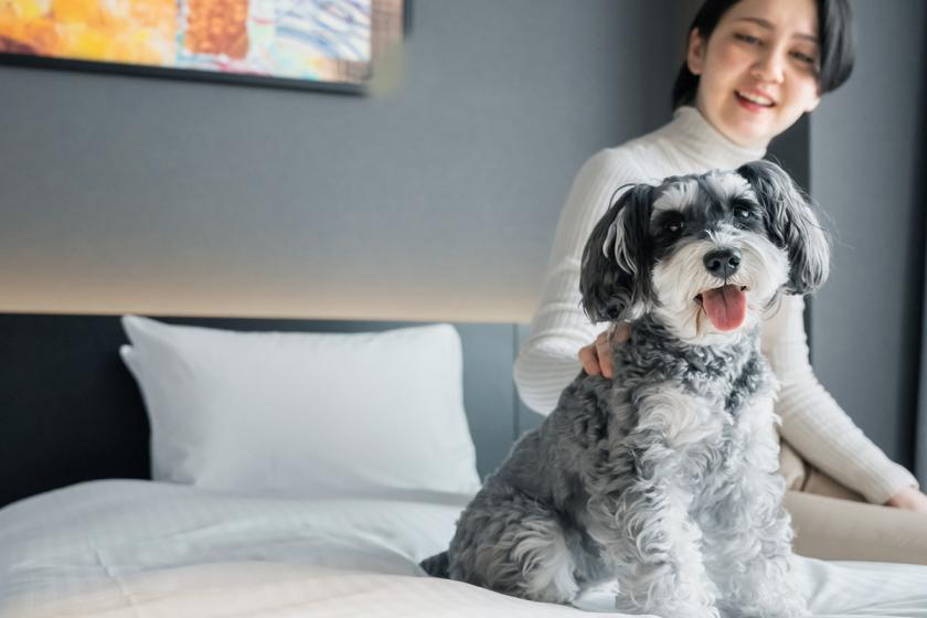 Standard Plan 《Room without meals》 ~ 3 minutes walk from Nijojo-mae Station A hotel where your dog is the main character ~ [Long stay benefits included]