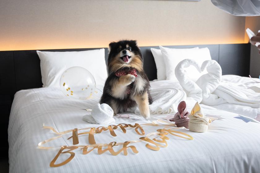Anniversary plan for celebrating your beloved dog... (Room only)