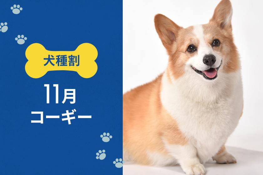  毎月開催！ お得な犬種限定割プラン 【 11月はコーギー 又は 同犬種MIX 】 《 朝食付 》