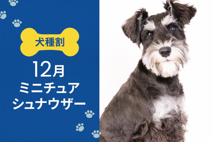 毎月開催！ お得な犬種限定割プラン 【 12月はミニチュアシュナウザー 又は 同犬種MIX 】  《 素泊り 》