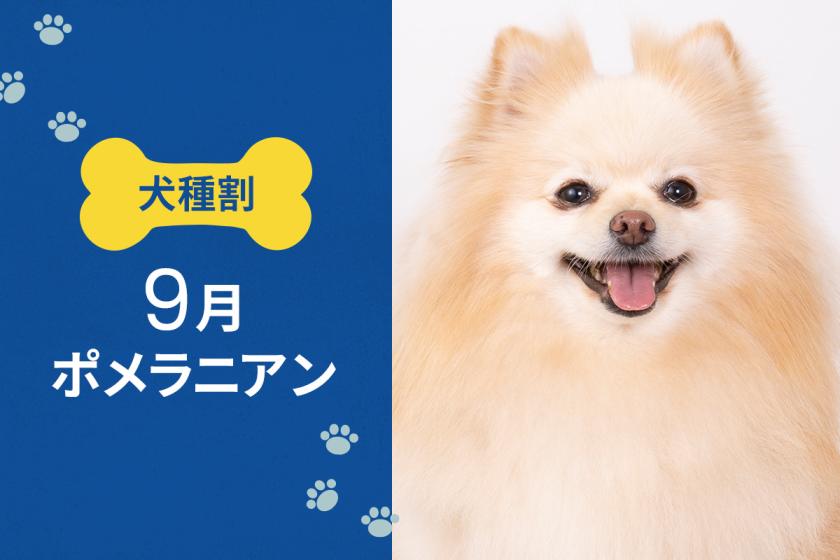  毎月開催！ お得な犬種限定割プラン 【 9月は ポメラニアン 又は 同犬種MIX 】 《 朝食付 》