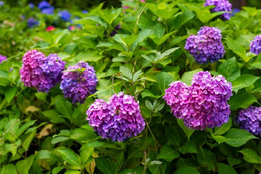 [Official website only] Available only on dates from June to September - A trip to Kyoto colored by the rain and the brilliantly shining, fantastical hydrangeas - Includes a special breakfast of your choice, Japanese or Western -