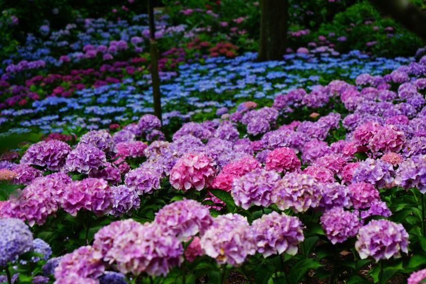 [Official website only] Available only on dates from June to September: A trip to Kyoto colored by the rain, featuring the brilliantly shining, fantastical hydrangeas - Breakfast included -