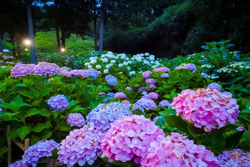 [Official website only] Limited dates from June to September: A trip to Kyoto colored by the rain, featuring brilliantly shining, fantastical hydrangeas - no meals included -