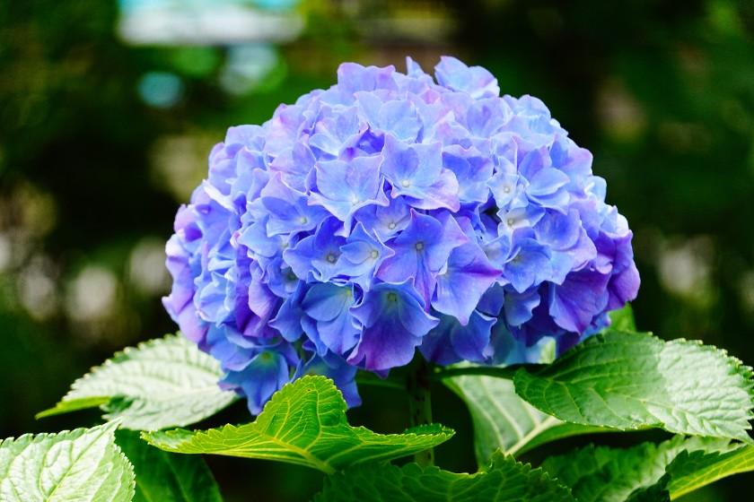 [Official website only] Limited dates from June to September: A trip to Kyoto colored by the rain, featuring brilliantly shining, fantastical hydrangeas - no meals included -