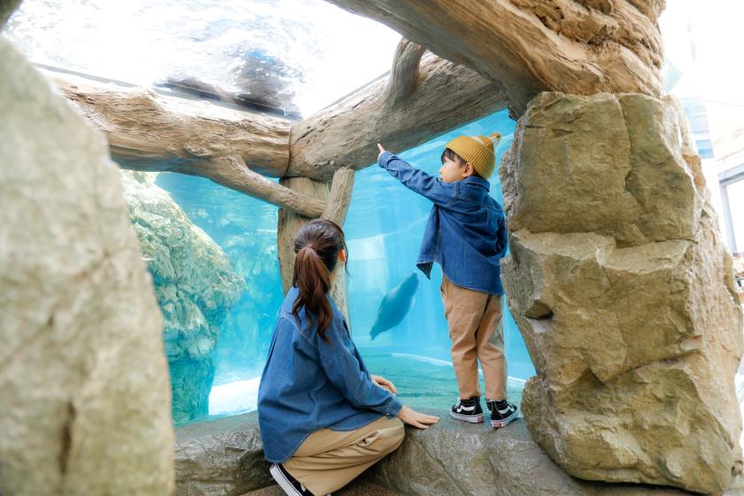 ～到京都水族館看看生物吧～附京都水族館/展望室門票方案～附早餐～