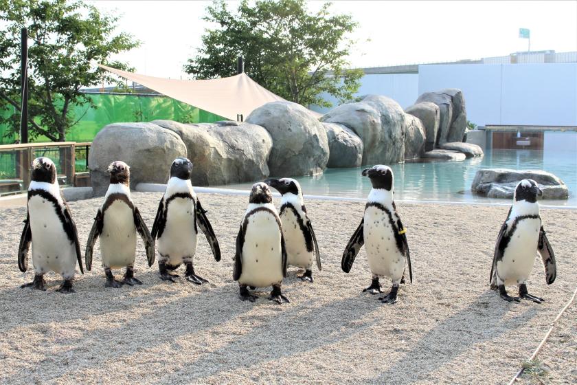 【仙台の人気スポット】仙台うみの杜水族館の入館チケット付きプラン