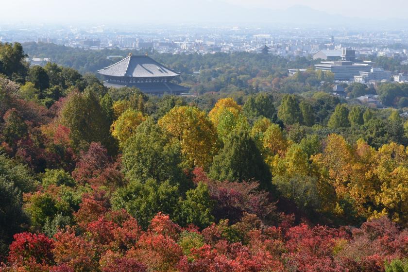 【秋限定！森林浴ウォーキングプラン】世界遺産の原始林でリフレッシュし、紅葉を満喫する安らぎの旅