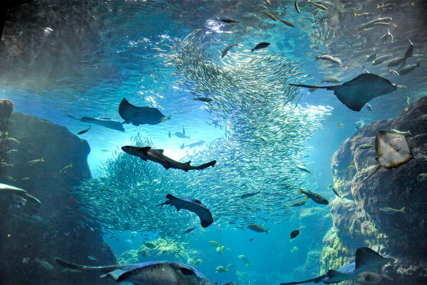 【新江ノ島水族館入館チケット付】幻想的な癒し空間で楽しむ湘南旅【朝食ビュッフェ無料】