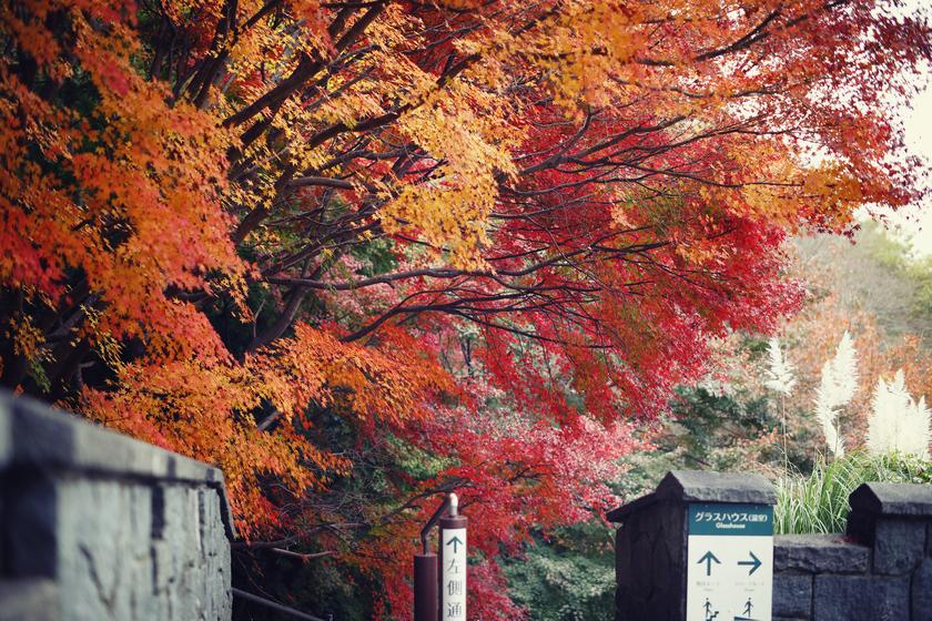 【紅葉を楽しむのんびり旅】神戸布引ハーブ園・ロープウェイチケット付（朝食付）